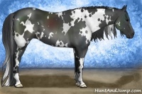 Horse Color:White Spotted Black