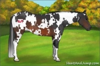 Horse Color:White Spotted Brown 