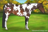 Horse Color:White Spotted Brown