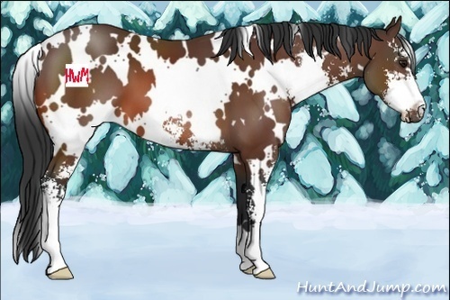 Horse Color:White Spotted Brown Sabino