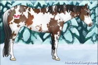 Horse Color:White Spotted Brown Sabino 