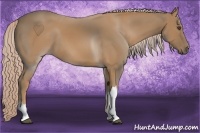 Horse Color:Palomino 