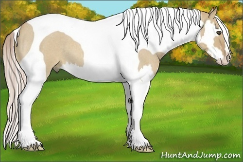 Horse Color:Palomino Roan Dun Splash Tobiano Frame 