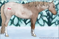 Horse Color:Red Roan 