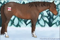 Horse Color:Liver Red Roan 