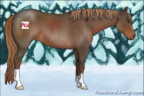 Horse Color:Liver Red Roan 