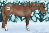 Horse Color:Liver Red Roan 