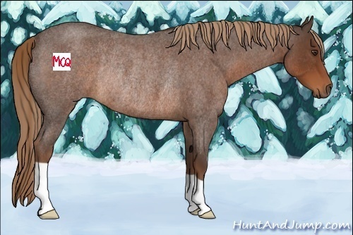 Horse Color:Liver Red Roan Rabicano 