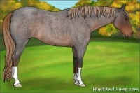 Horse Color:Liver Red Roan 