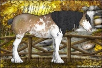 Horse Color:Brown Dun Sabino