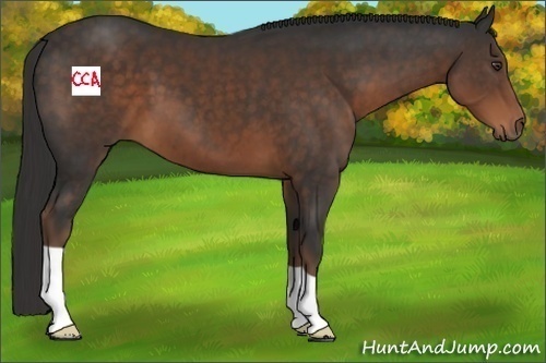Horse Color:Liver Chestnut