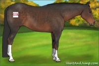Horse Color:Liver Chestnut 
