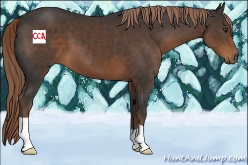 Horse Color:Liver Chestnut 
