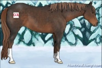 Horse Color:Liver Chestnut 