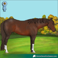 Horse Color:Liver Chestnut 