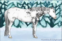 Horse Color:Black Sabino 