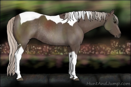 Horse Color:Silver Black Sabino Tobiano Rabicano 