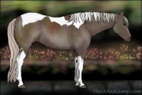 Horse Color:Silver Black Sabino Tobiano Rabicano