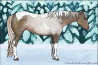 Horse Color:Silver Black Sabino Tobiano Rabicano 