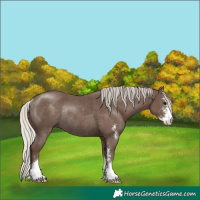 Horse Color:Silver Black Sabino Rabicano 