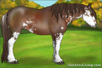 Horse Color:Gray Chestnut Sabino