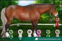 Horse Color:Gray Silver Brown Sabino 