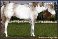 Horse Color:Gray White Spotted Chestnut Sabino 