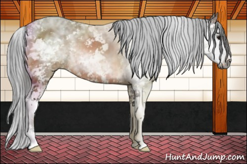 Horse Color:Gray Bay Sabino 