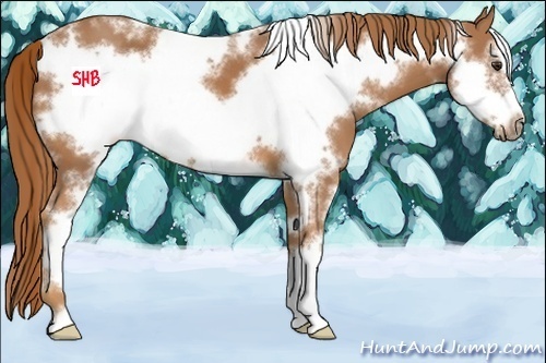 Horse Color:White Spotted Chestnut Sabino Frame