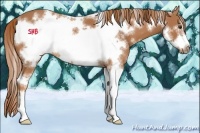 Horse Color:White Spotted Chestnut Sabino Frame