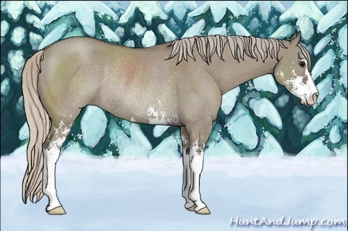 Horse Color:Silver Grullo Sabino Rabicano 