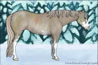Horse Color:Silver Grullo Sabino Rabicano