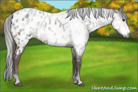 Horse Color:Gray Brown Ice Appaloosa
