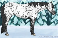 Horse Color:Black Ice Near Leopard 