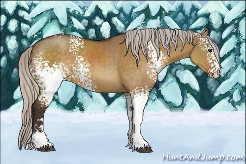 Horse Color:Unknown 