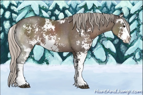 Horse Color:Unknown 