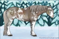 Horse Color:Unknown 