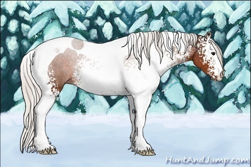 Horse Color:Unknown 