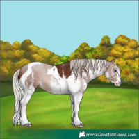 Horse Color:White Spotted Silver Brown Tobiano
