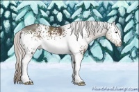 Horse Color:White Spotted Silver Black 