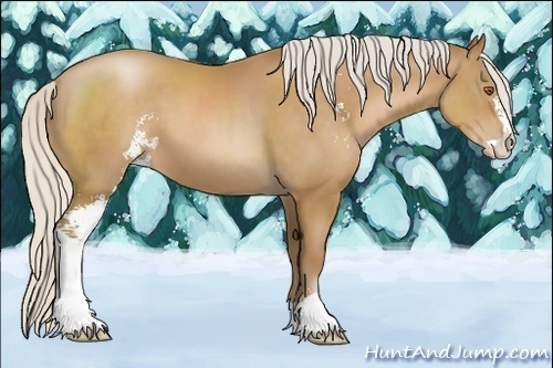 Horse Color:Unknown 