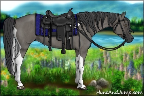 Horse Color:Grullo Roan Tobiano 