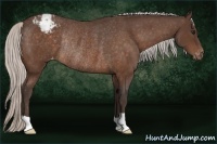 Horse Color:Silver Brown Appaloosa Rabicano