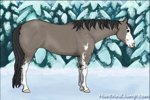 Horse Color:Grullo Sabino