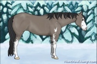 Horse Color:Grullo Sabino 