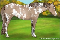 Horse Color:White Spotted Black Pearl Sabino Snowcap 