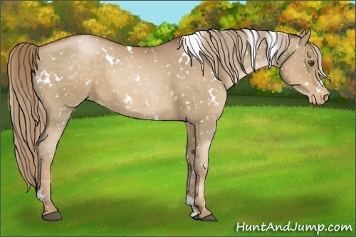 Horse Color:White Spotted Liver Chestnut Pearl Appaloosa 