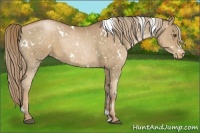 Horse Color:White Spotted Liver Chestnut Pearl Appaloosa 