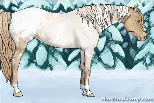 Horse Color:White Spotted Liver Chestnut Pearl Appaloosa 