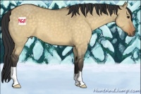 Horse Color:Buckskin Dun